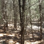 Cedar forests located centrally on the property.